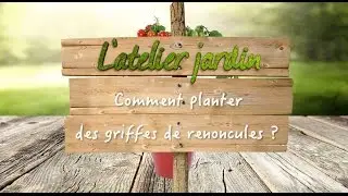 Comment planter des griffes de renoncules ?