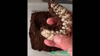 Goliath Larva - Giant Insect #goliathlarva #insects #shorts #shortsforkids #kidshorts #kidslearning