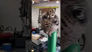 Cat 🤣🤣 shoot video new funny 🤣#funny #viral #new #cute#cat #trending #youtubeshorts #dog #animals
