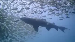 Diving off Broughton Island (Watch in HD)