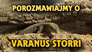 Varanus storri – Mały, ale Fascynujący Waran!