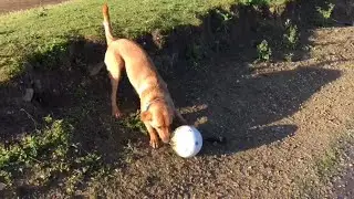 Toby the Fox Red Labrador has fun with a Float at the Lake