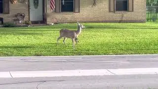 Baby Deer learns to walk