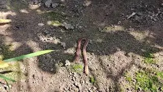 Big Earthworm In The Garden#nature #environment #healthy #slime #funfacts #creepycrawlers