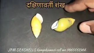 Dakshinavarti Shankh Shellfish Names in English #Sea_Food_For_Hoteliers #Hotel_Management ||