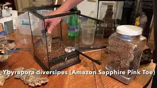 Ybyrapora diversipes ( Amazon Sapphire Pink Toe) Rehousing