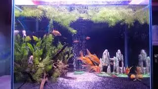 Planted Tank setup with out aquasoil . Low tech tank,Floating plants,plants on sand,community tank..
