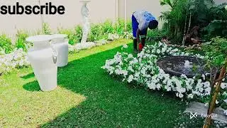 Wednesday doing edging lawn #garden ##flowerdesign #betterview #flowers #trending #gardening 