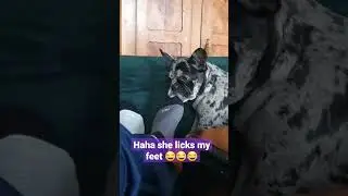 French Bulldog licks my feet 😂 #shorts