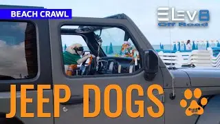 Jeep Dogs at the Beach Crawl