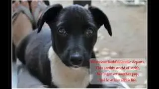 Heart Felt And Moving Poem Any Dog Lover Will Ever Read