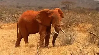 Abenteuer Kenia