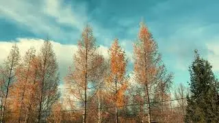 Polska jesień na wsi - timeleapse z jesiennej Polskiej wsi #poland #autumn