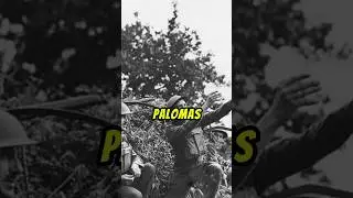El Proyecto Pigeon #ww2 #guerra #historia #paises