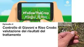 Segui il Riso - episodio 4: Giavoni e Riso Crodo: valutazione dei risultati del trattamento