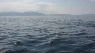 Dingle  boat trip with dolphin