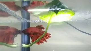 Beta collecting the eggs 😊 save into bubbles ❤️
