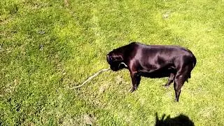 The Reason Why Do Dogs Dive onto Dead Animals?