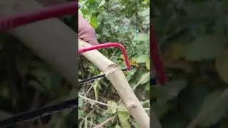 Learn Tree Cutting Properly #shorts