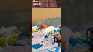 cute cat 🐈 trending #shortsfeed #funny #modified #comedy #ytshorts #firstvlog #youtubeshorts