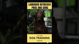 Labrador Retriever  Pros and Cons