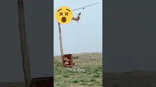 High Flying Tricks Dog Stunt Edition!