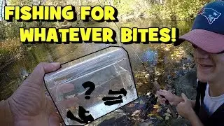 A GREAT FIND!!! Fishing for WHATEVER BITES in the CREEK!!! (2019 Poconos Trip: EP 2/2)