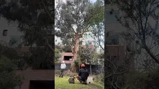 🌳 Pruning a Blue Gum Tree in Melbourne | Professional Arborist Services