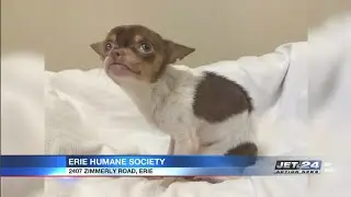 Erie Humane Society working to get one neglected dog back to health