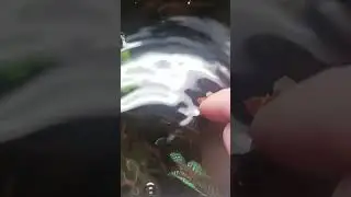 Jumping Dwarf Gourami