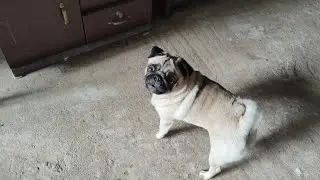 Pug dog barking loudly 🐶 🐾 | dog barking sound | dog barking angry | angry dogs