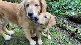 Luna and Murphy's adventures in the woods, Mar 10, 2023