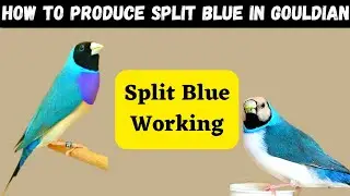 How to Produce Split Blue in Gouldian Finch (Vd:55)