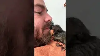 Adorable Monkey Enjoys Snack Time on a Cozy Couch