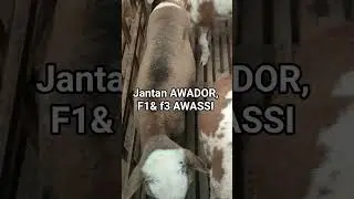 Jantan AWADOR, F1& f3 AWASSI