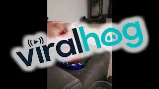 Salsa Fits Perfectly In Couch's Cup Holder || ViralHog
