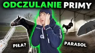 CZEGO BOJĄ SIĘ KONIE? | Pierwsze odczulanie ŹREBAKA!