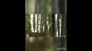 Самец сибирской косули во время гона Male Siberian roe deer during the rut