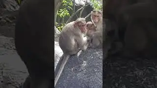 The family of Monkey | Monkey drinking water #SwotSD monkey baby