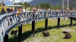 VLOG#22: Alaska Wildlife Conservation Center (Alaska) [Day 6]
