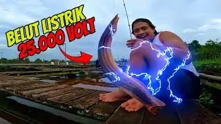 NIAT MANCING UDANG GALAH, MALAH DAPAT BELUT LISTRIK‼️