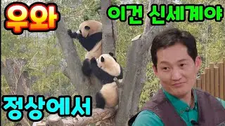 2026년 1월 16일 루이후이 신세계가 보고싶나봐요 에버랜드 판다월드 세컨하우스 