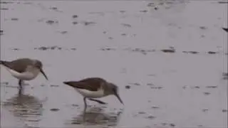 Mixed Company: Dunlin & Sanderling / Drieteen Strandloper en Bonte Strandloper