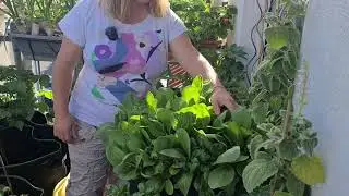 Frisch & knackig： Pak Choi selbst anbauen