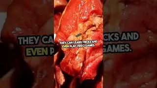 Shocking Facts About Pork You Need to Know #viralvideo #shocking #facts