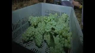 Raimat da comienzo a la vendimia m&aacute;s ecol&oacute;gica de la historia