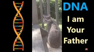 CAT DNA 🐈 Subscribe for Future Births, Kitten Adoptions, and Cat House Videos 😻 Subscribe