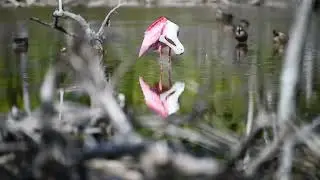 Florida Keys Birding Compilation 2025