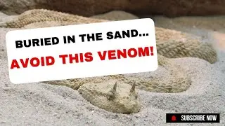The most dangerous snakes in the Desert | How They Survive