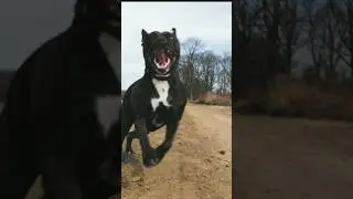 WOOFING Amazing Pets You Won't Believe Exist |#dog #pets #animals